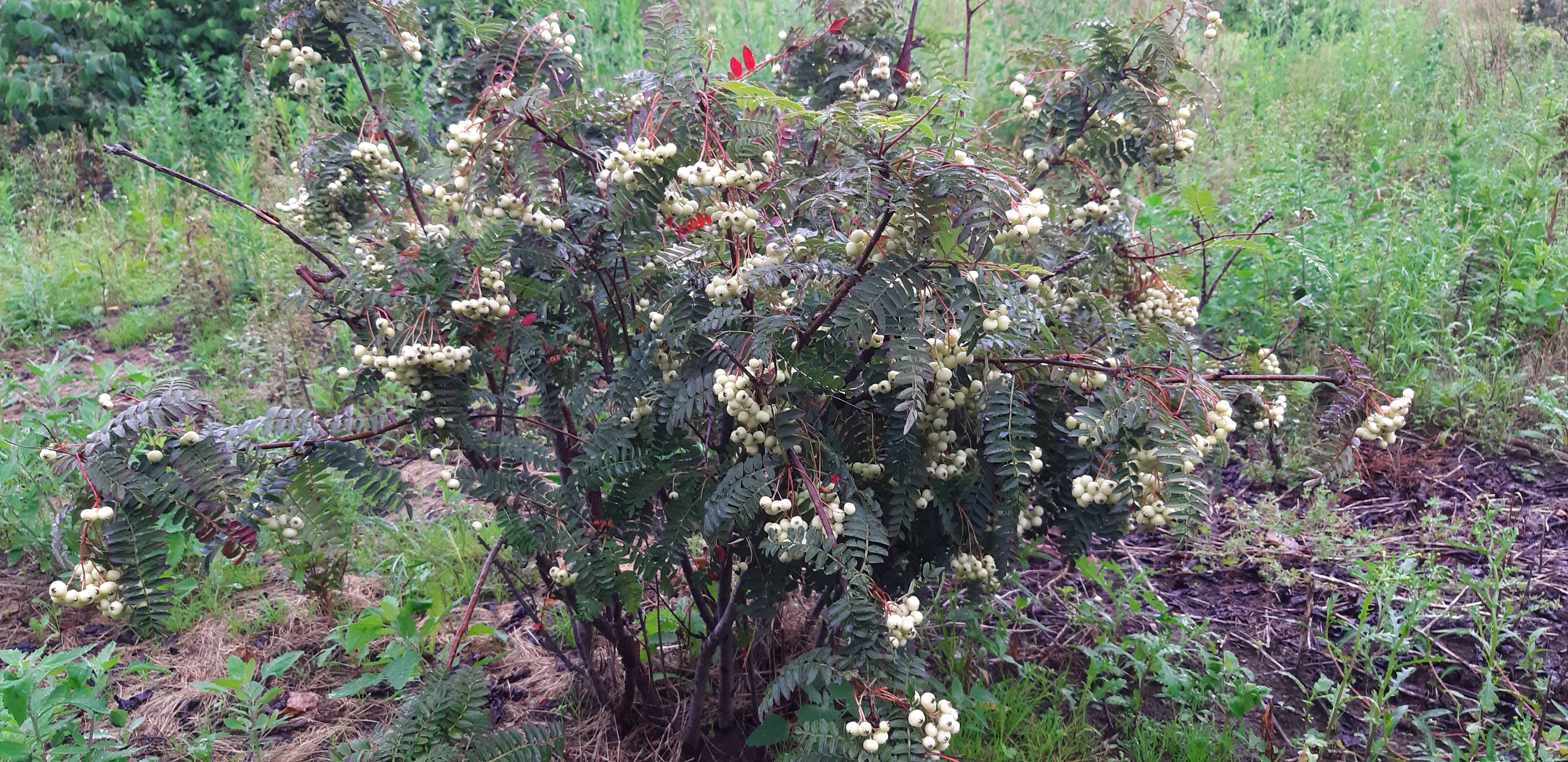 Sorbus frutescens (3)
